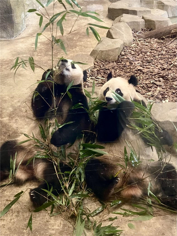 大熊猫艾玖和润玥正在吃竹子.